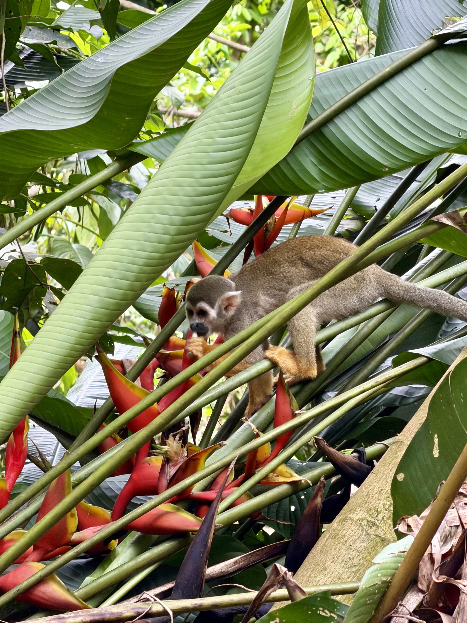 (Presque) un mois en Guyane